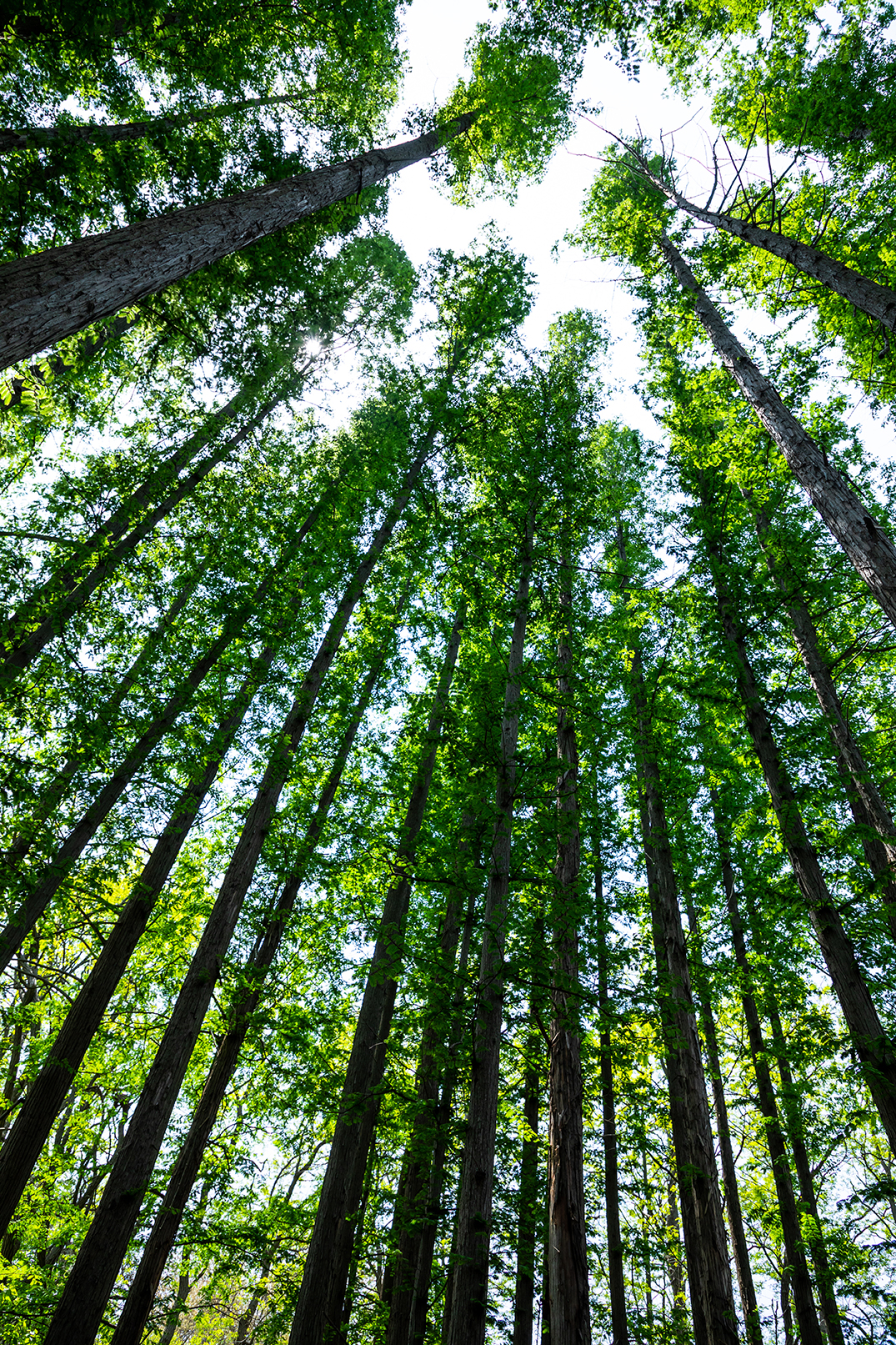 木コラボ商品導入で実現する社会貢献